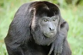 Singe hurleur à manteau
