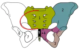 Pelvis.