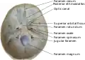 Inner surface of the base of skull, showing cranial foramina