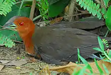 Photographie couleur : gros plan d'un oiseau à tête brune et aux ailes grises, vu de profil, allongé au sol.