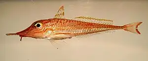 Peristedion gracile