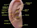 Oreille externe. Auricule droite. Vue latérale.