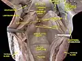 Larynx, pharynx et langue.Dissection profonde, vue postérieure.