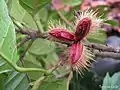 Fruit fraichement ouvert de Sloanea guianensis