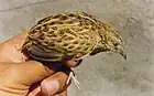 Maharashtra, Inde