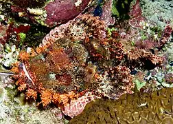 Scorpaenopsis oxycephala
