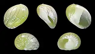 Smaragdia viridis