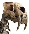 Crâne de Smilodon conservé au Musée d'Histoire Naturelle de New York.