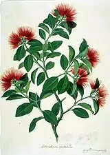 Metrosideros collina, attribué à Gabriel Smith mais basé sur un dessin de Sydney Parkinson (c. 1770-1780, musée d'histoire naturelle de Londres).