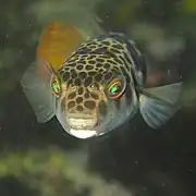 Tetractenos glaber