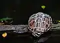 Malayemys subtrijuga