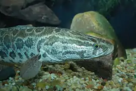 Channa argus, Asie