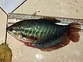 Trichopodus pectoralis