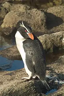 Eudyptes robustus