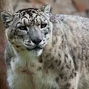 Panthère des neiges