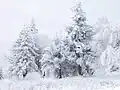 forêt en hiver près du Col de Chipka