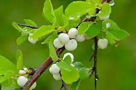 Fruits.