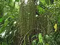 Infrutescence immature de Socratea exorriza