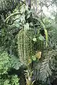 Jeunes inflorescences en bouton et infrutescence immature de Socratea exorriza