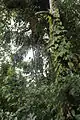 Jeune inflorescence en bouton et infrutescence de Socratea exorriza