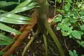 racines-échasses de jeune Socratea exorriza au Jardin botanique Else Kientzler (Sarchí Norte, Costa Rica)