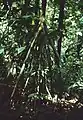 racines-échasses de Socratea exorriza dans le Parc national de Piedras Blancas (Puntarenas, Costa Rica)