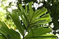 Apex foliaire de Socratea exorriza