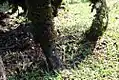 Base des racines-échasses de Socratea exorriza