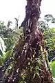 Manchon d'épiphytes sur cone racinaire de Socratea exorriza