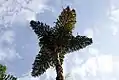 Couronne foliaire de Socratea exorriza