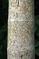 Écorce du stipe de Socratea exorriza