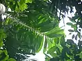 Feuille et inflorescence de Socratea exorriza sur la Gigante peninsula (Lac Gatún, Panama)