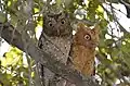 Couple de Petit-duc de Sokoke.