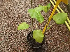 Jeune plante.