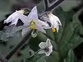 Fleurs au jardin botanique de Krefeld en Allemagne