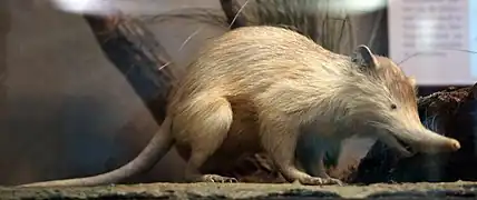 Spécimen naturalisé du Muséum d'histoire naturelle de Vienne