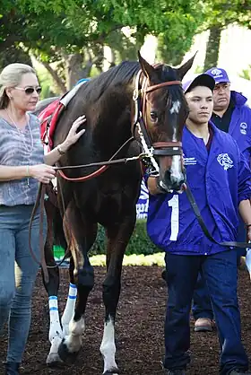 Image illustrative de l’article Songbird (cheval)