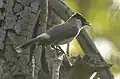 Bulbul cul-d'or