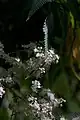 Fleurs.