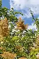 Panicules en fin de floraison.