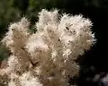 Fleurs.