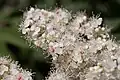 Fleurs