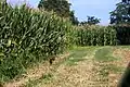 Fagiani parmi le maïs à cascina Settimo