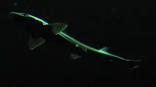 Galeorhinus galeus.