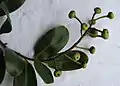 Infrutescence de Souroubea guianensis