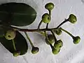 Infrutescence de Souroubea guianensis