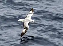 Fulmar argenté (Fulmarus glacialoides)