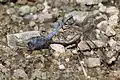 Orthetrum brunneum