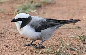 Eurocephalus anguitimens