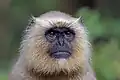 Une femelle semnopithecus dussumieri, dans le parc national de Kanha, Inde. Novembre 2017.